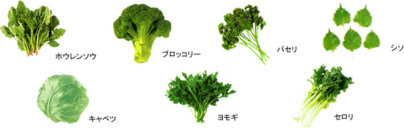 キャベツ、ブロッコリー、セロリ、パセリ、ホウレンソウ、シソ、ヨモギ